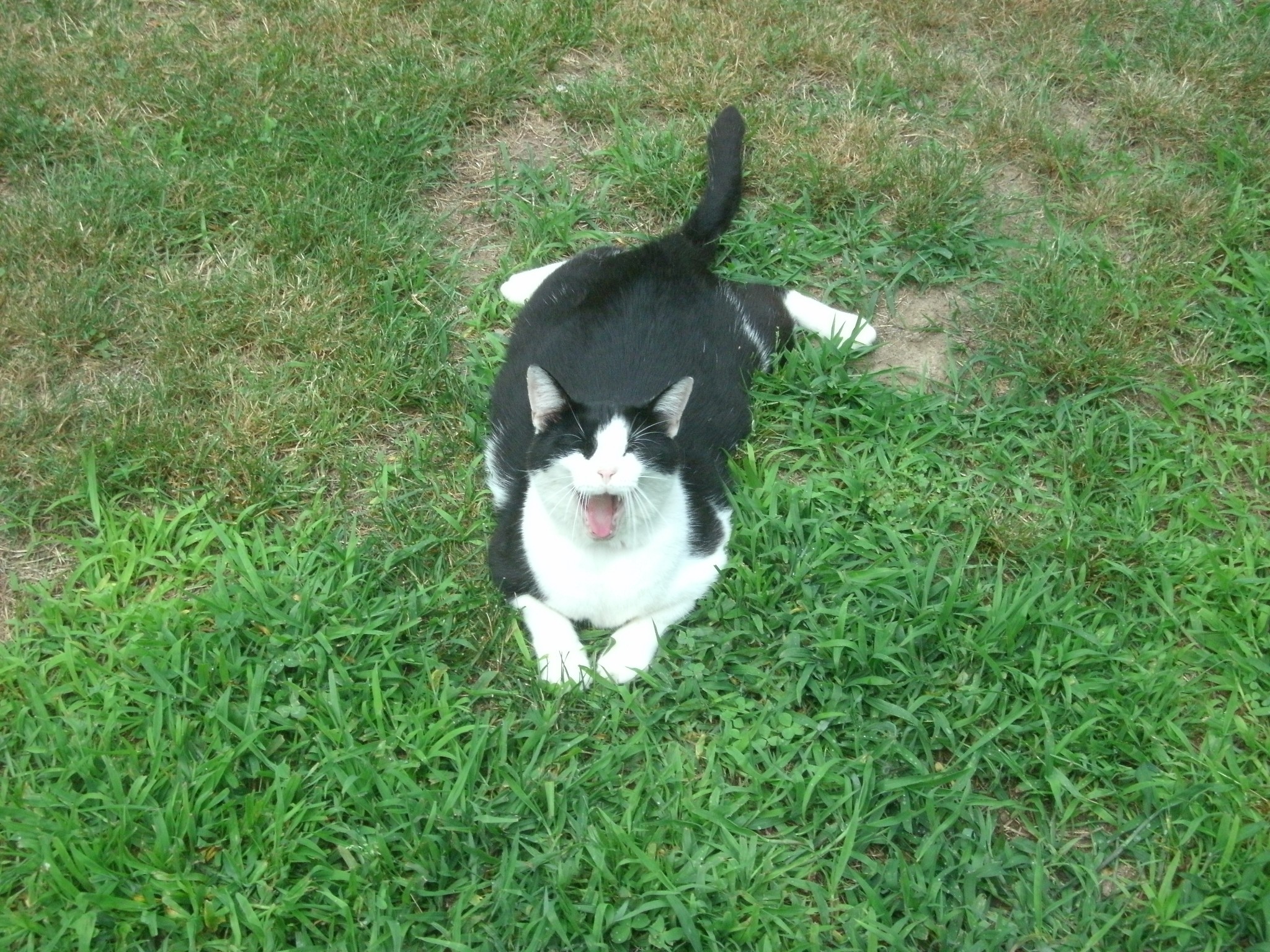 introvert Reader magic