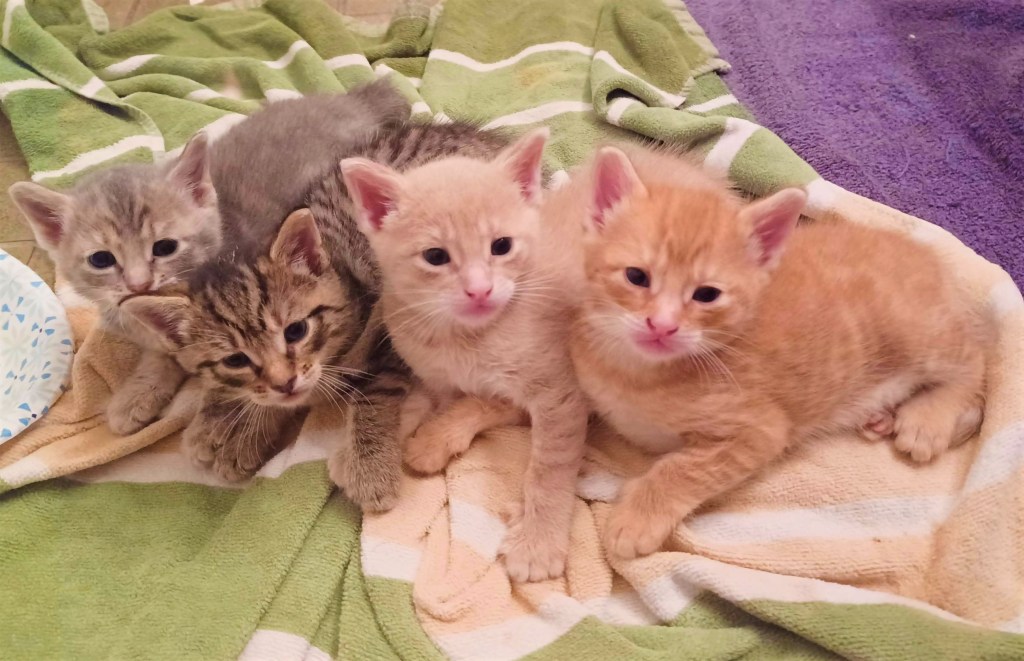 kittens